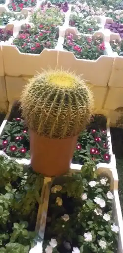 نخيل واشنطن و نخل عربي شبكات ري. زراعه ثيل 34