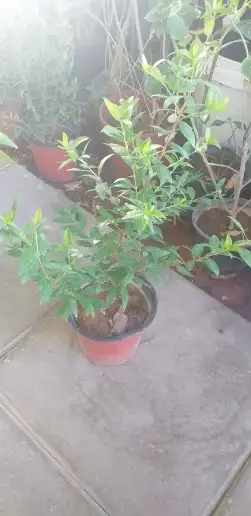 نخيل واشنطن و نخل عربي شبكات ري. زراعه ثيل 36