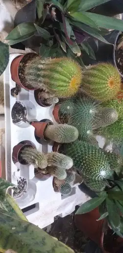 نخيل واشنطن و نخل عربي شبكات ري. زراعه ثيل 35