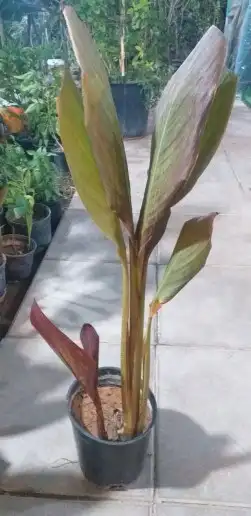 نخيل واشنطن و نخل عربي شبكات ري. زراعه ثيل 37