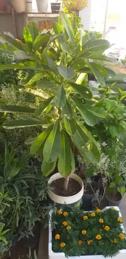 نخيل واشنطن و نخل عربي شبكات ري. زراعه ثيل 40