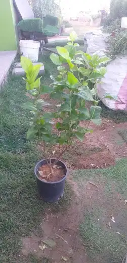 نخيل واشنطن و نخل عربي شبكات ري. زراعه ثيل 38