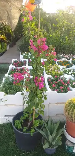 نخيل واشنطن و نخل عربي شبكات ري. زراعه ثيل 39