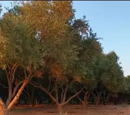 نخيل واشنطن و نخل عربي شبكات ري. زراعه ثيل 24