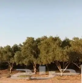 نخيل واشنطن و نخل عربي شبكات ري. زراعه ثيل 23