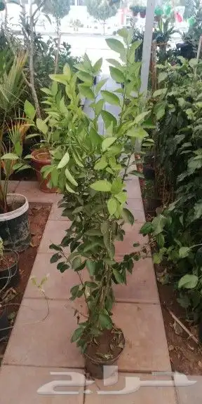 نخيل واشنطن و نخل عربي شبكات ري. زراعه ثيل 52