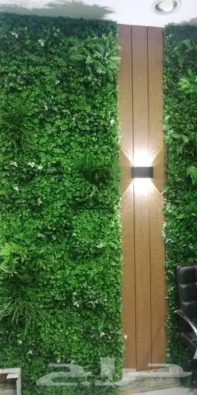 نخيل واشنطن و نخل عربي شبكات ري. زراعه ثيل 54