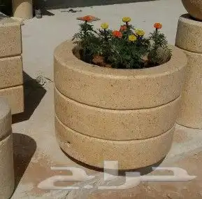 نخيل واشنطن و نخل عربي شبكات ري. زراعه ثيل 32