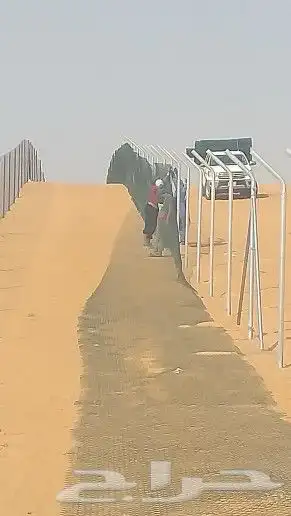 نخيل واشنطن و نخل عربي شبكات ري. زراعه ثيل 61