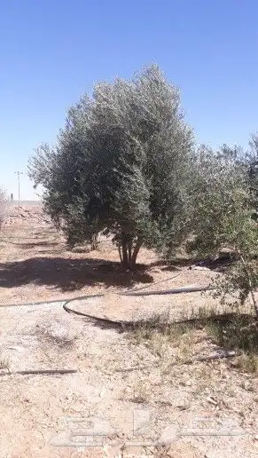 نخيل واشنطن و نخل عربي شبكات ري. زراعه ثيل 47