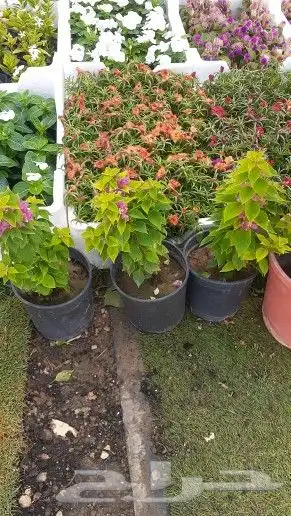 نخيل واشنطن و نخل عربي شبكات ري. زراعه ثيل 49