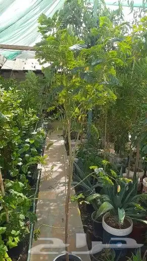 نخيل واشنطن و نخل عربي شبكات ري. زراعه ثيل 53