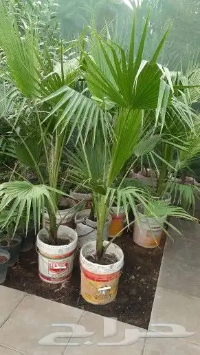 نخيل واشنطن و نخل عربي شبكات ري. زراعه ثيل 10