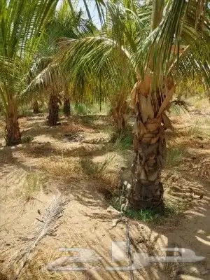 نخيل واشنطن و نخل عربي شبكات ري. زراعه ثيل 58