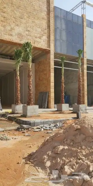 نخيل واشنطن و نخل عربي شبكات ري. زراعه ثيل 4