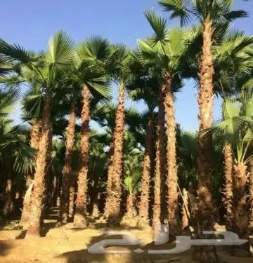 نخيل واشنطن و نخل عربي شبكات ري. زراعه ثيل 31