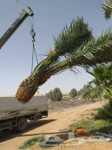 نخيل واشنطن و نخل عربي شبكات ري. زراعه ثيل 50