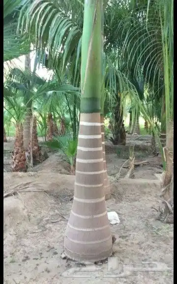 نخيل واشنطن و نخل عربي شبكات ري. زراعه ثيل 45