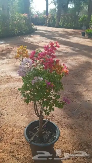 نخيل واشنطن و نخل عربي شبكات ري. زراعه ثيل 20