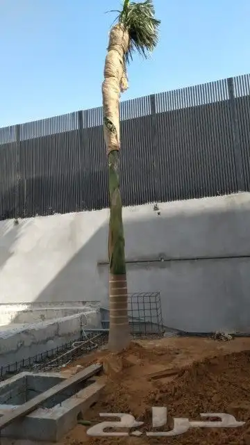 نخيل واشنطن و نخل عربي شبكات ري. زراعه ثيل 6