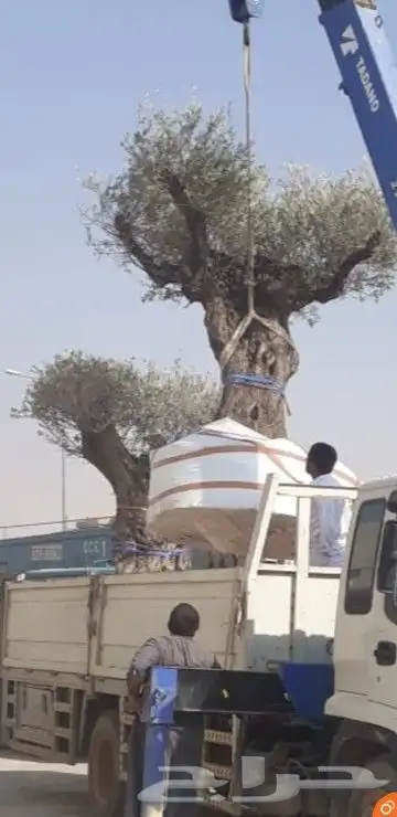 نخيل واشنطن و نخل عربي شبكات ري. زراعه ثيل 3