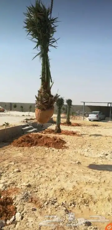 نخيل واشنطن و نخل عربي شبكات ري. زراعه ثيل 5