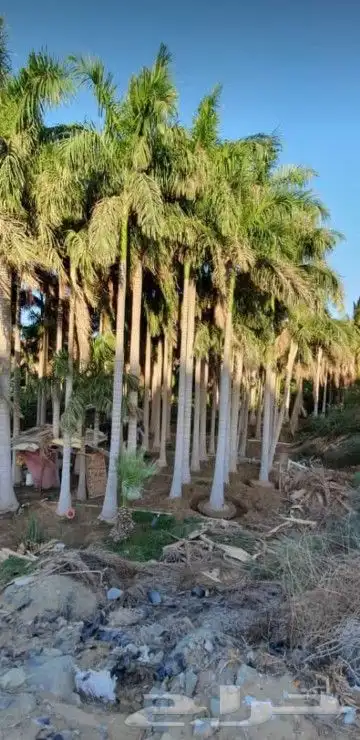 نخيل واشنطن و نخل عربي شبكات ري. زراعه ثيل 46