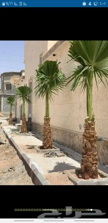 نخيل واشنطن و نخل عربي شبكات ري. زراعه ثيل 2