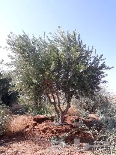 نخيل واشنطن و نخل عربي شبكات ري. زراعه ثيل 51