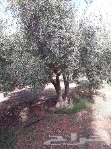 نخيل واشنطن و نخل عربي شبكات ري. زراعه ثيل 48