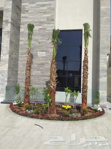 نخيل واشنطن و نخل عربي شبكات ري. زراعه ثيل 1