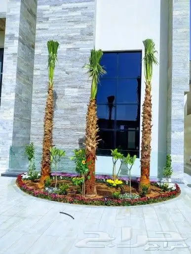 نخيل واشنطن و نخل عربي شبكات ري. زراعه ثيل 59