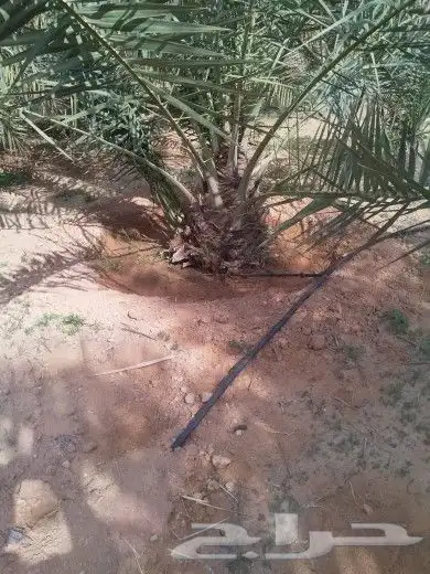 نخيل واشنطن و نخل عربي شبكات ري. زراعه ثيل 27