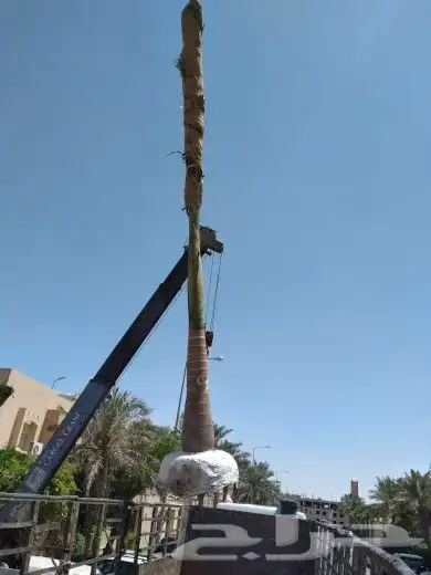 نخيل واشنطن و نخل عربي شبكات ري. زراعه ثيل 9