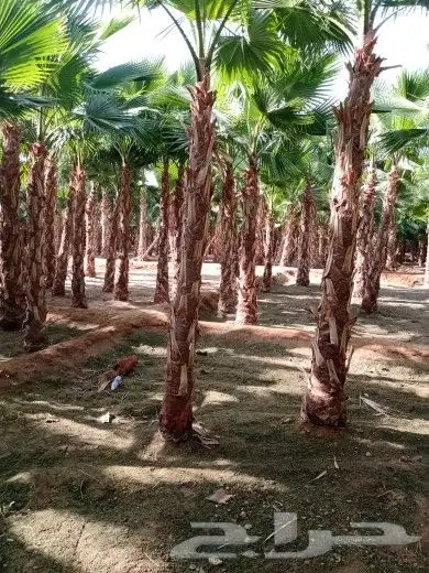 نخيل واشنطن و نخل عربي شبكات ري. زراعه ثيل 55