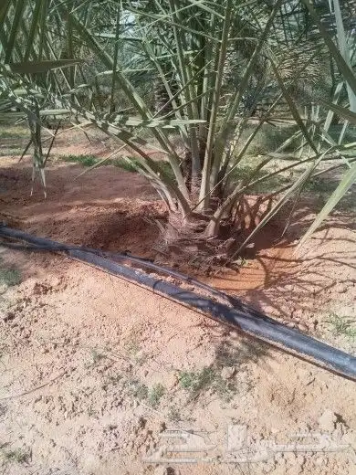 نخيل واشنطن و نخل عربي شبكات ري. زراعه ثيل 28