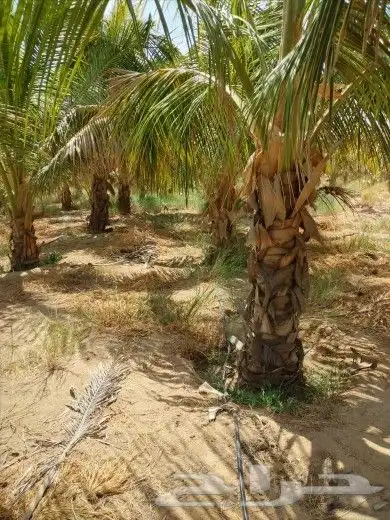 نخيل واشنطن و نخل عربي شبكات ري. زراعه ثيل 57