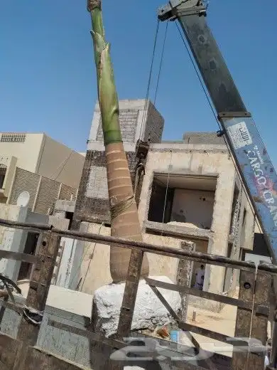 نخيل واشنطن و نخل عربي شبكات ري. زراعه ثيل 8