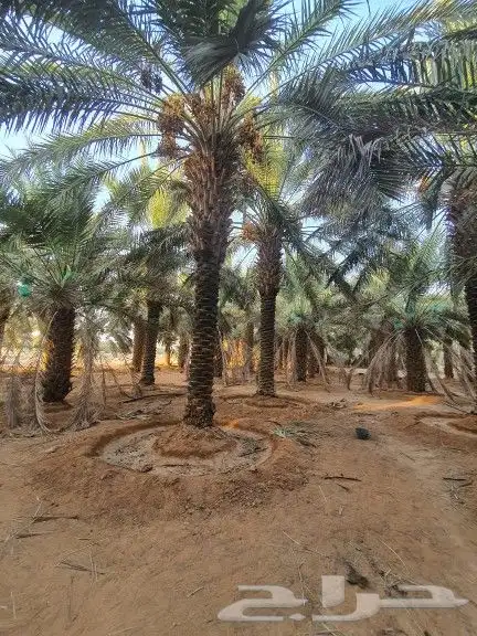 نخيل واشنطن و نخل عربي شبكات ري. زراعه ثيل 70