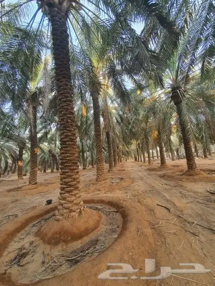 نخيل واشنطن و نخل عربي شبكات ري. زراعه ثيل 71