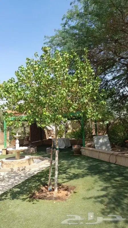 نخيل واشنطن و نخل عربي شبكات ري. زراعه ثيل 22