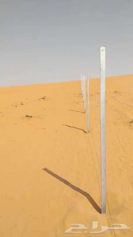 نخيل واشنطن و نخل عربي شبكات ري. زراعه ثيل 15