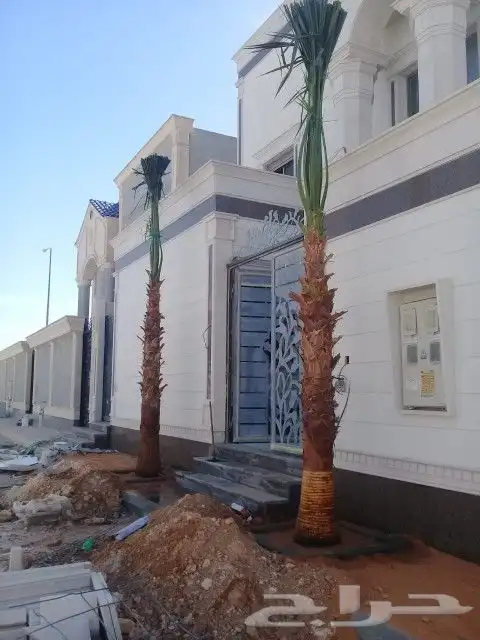 نخيل واشنطن و نخل عربي شبكات ري. زراعه ثيل 44