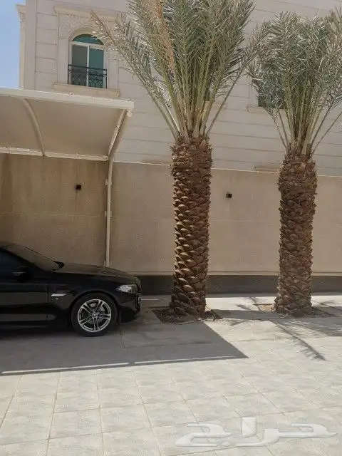 نخيل واشنطن و نخل عربي شبكات ري. زراعه ثيل 41