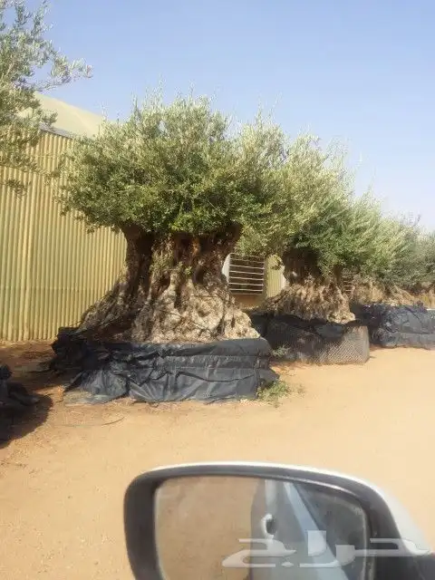 نخيل واشنطن و نخل عربي شبكات ري. زراعه ثيل 7