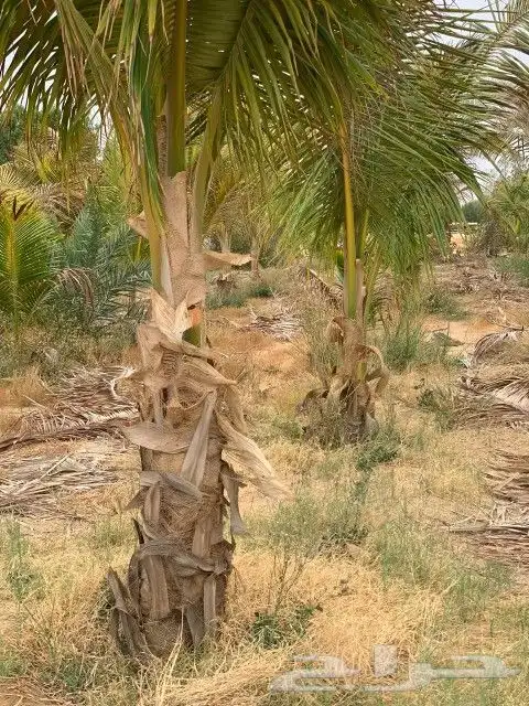 نخيل واشنطن و نخل عربي شبكات ري. زراعه ثيل 56