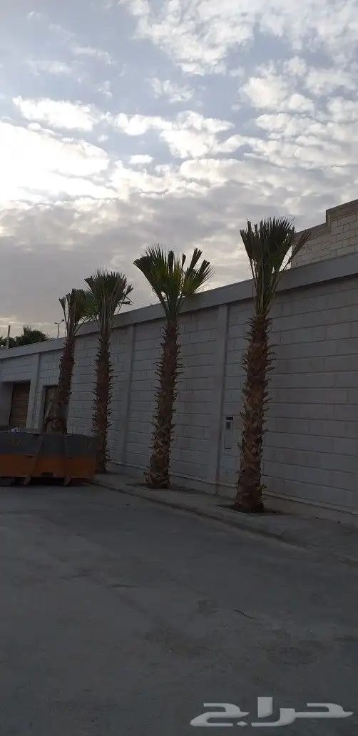 نخيل واشنطن و نخل عربي شبكات ري. زراعه ثيل 30