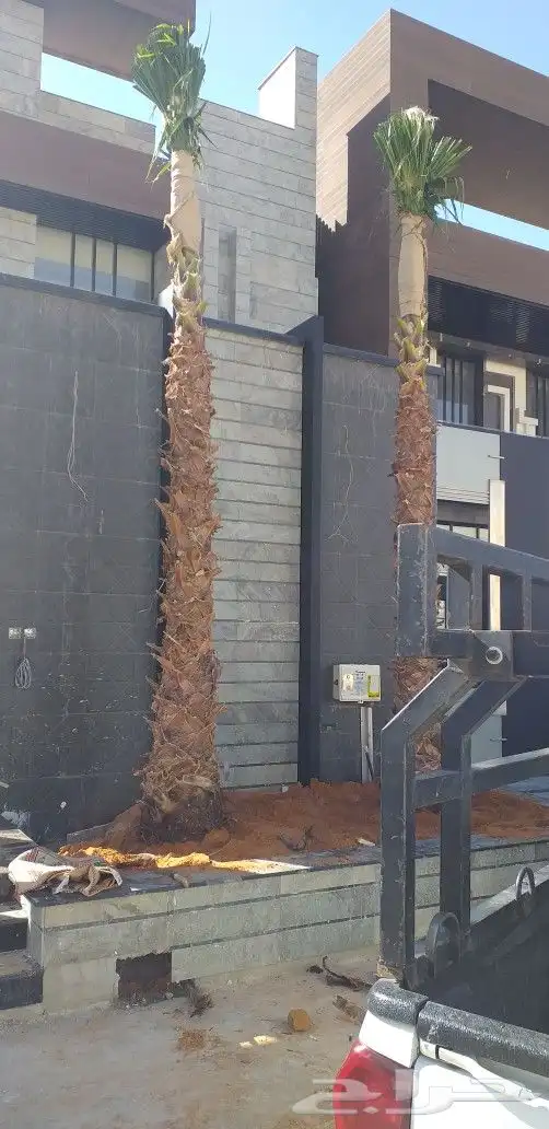 نخيل واشنطن و نخل عربي شبكات ري. زراعه ثيل 0