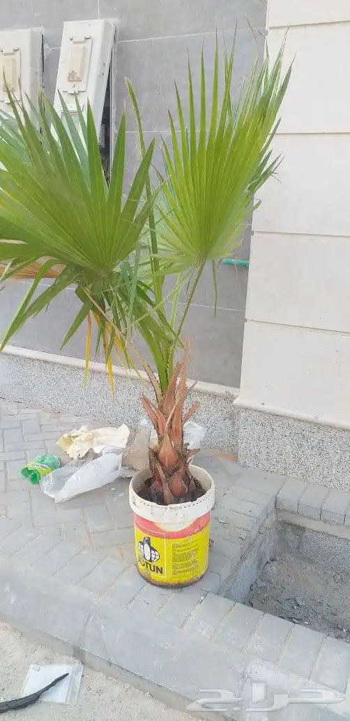 نخيل واشنطن و نخل عربي شبكات ري. زراعه ثيل 11