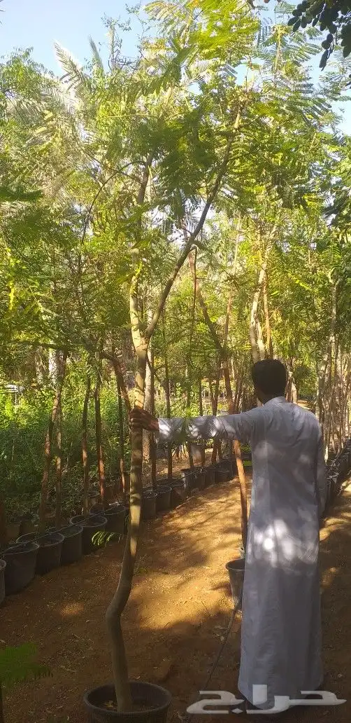 نخيل واشنطن و نخل عربي شبكات ري. زراعه ثيل 21